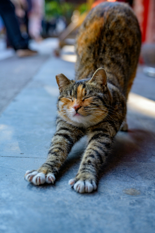 Illustration de l'article : Pourquoi votre chat s'étire-t-il longuement à chaque fois qu'il se lève ?