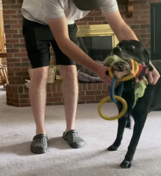 Illustration de l'article : Ce vieux Labrador comprend que son maître est stressé et décide de sortir tous ses jouets pour le réconforter (vidéo)