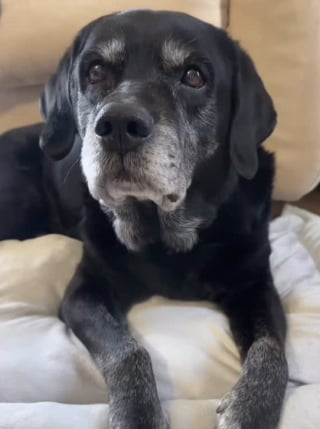 Illustration de l'article : Ce vieux Labrador comprend que son maître est stressé et décide de sortir tous ses jouets pour le réconforter (vidéo)