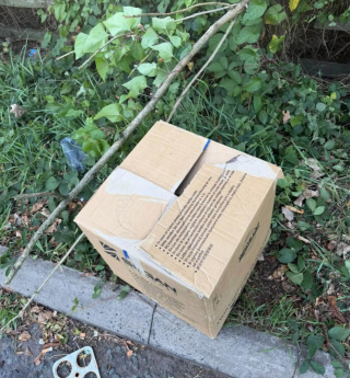 Illustration de l'article : Abandonn&eacute;s dans un carton en bord de route, ces chatons ont d&ucirc; &ecirc;tre secourus en plusieurs fois