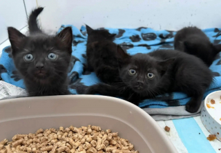 Illustration de l'article : Abandonn&eacute;s dans un carton en bord de route, ces chatons ont d&ucirc; &ecirc;tre secourus en plusieurs fois