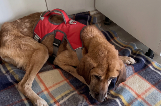 Illustration de l'article : Enchaîné pendant 19 ans, ce chien découvre le bonheur pour ce qui lui reste à vivre
