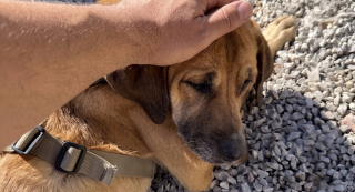 Illustration de l'article : Enchaîné pendant 19 ans, ce chien découvre le bonheur pour ce qui lui reste à vivre
