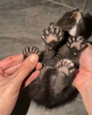 Illustration de l'article : Ces 15 photos de chats montrent que derrière leurs pattes adorables se cachent des griffes redoutables