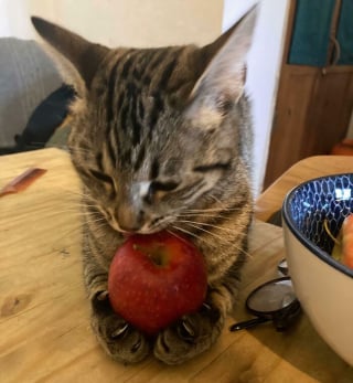 Illustration de l'article : Ces 15 photos de chats montrent que derrière leurs pattes adorables se cachent des griffes redoutables