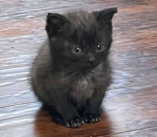 Illustration de l'article : Ces 15 photos de chats montrent que derrière leurs pattes adorables se cachent des griffes redoutables