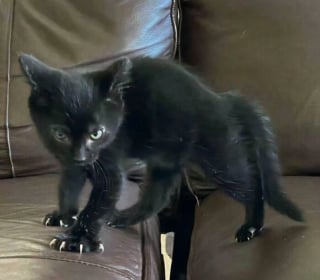 Illustration de l'article : Ces 15 photos de chats montrent que derrière leurs pattes adorables se cachent des griffes redoutables