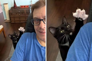 Illustration de l'article : Ces 15 photos de chats montrent que derrière leurs pattes adorables se cachent des griffes redoutables