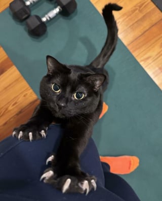 Illustration de l'article : Ces 15 photos de chats montrent que derrière leurs pattes adorables se cachent des griffes redoutables