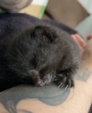 Illustration de l'article : Ces 15 photos de chats montrent que derrière leurs pattes adorables se cachent des griffes redoutables