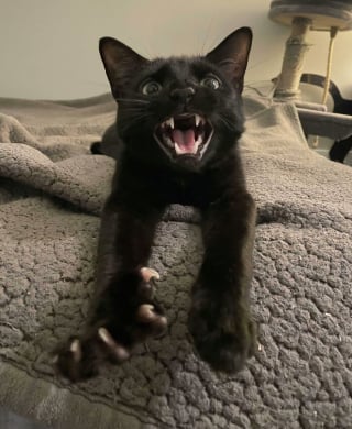 Illustration de l'article : Ces 15 photos de chats montrent que derrière leurs pattes adorables se cachent des griffes redoutables