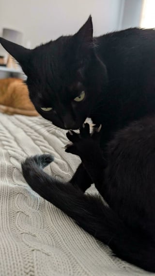 Illustration de l'article : Ces 15 photos de chats montrent que derrière leurs pattes adorables se cachent des griffes redoutables