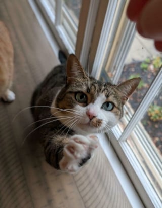 Illustration de l'article : Ces 15 photos de chats montrent que derrière leurs pattes adorables se cachent des griffes redoutables