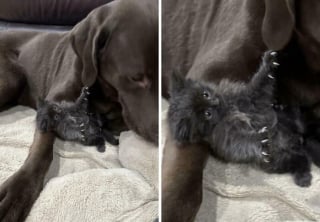 Illustration de l'article : Ces 15 photos de chats montrent que derrière leurs pattes adorables se cachent des griffes redoutables