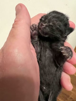 Illustration de l'article : Ces 15 photos de chats montrent que derrière leurs pattes adorables se cachent des griffes redoutables
