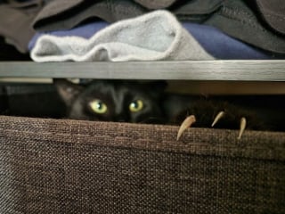 Illustration de l'article : Ces 15 photos de chats montrent que derrière leurs pattes adorables se cachent des griffes redoutables