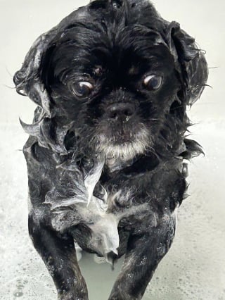 Illustration de l'article : 14 chiens pris en photo dans leur bain, pour leur plus grand bonheur… ou pas