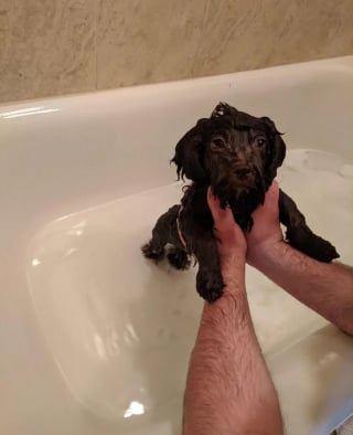 Illustration de l'article : 14 chiens pris en photo dans leur bain, pour leur plus grand bonheur… ou pas