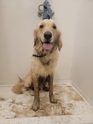 Illustration de l'article : 14 chiens pris en photo dans leur bain, pour leur plus grand bonheur… ou pas
