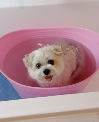 Illustration de l'article : 14 chiens pris en photo dans leur bain, pour leur plus grand bonheur… ou pas