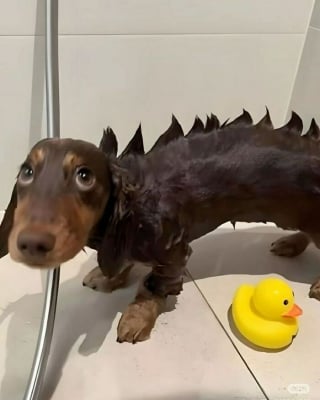 Illustration de l'article : 14 chiens pris en photo dans leur bain, pour leur plus grand bonheur… ou pas