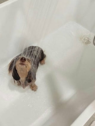 Illustration de l'article : 14 chiens pris en photo dans leur bain, pour leur plus grand bonheur… ou pas