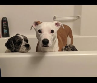 Illustration de l'article : 14 chiens pris en photo dans leur bain, pour leur plus grand bonheur… ou pas