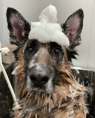 Illustration de l'article : 14 chiens pris en photo dans leur bain, pour leur plus grand bonheur… ou pas