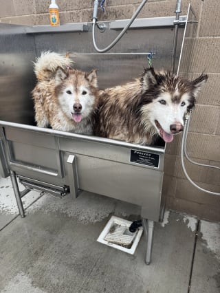 Illustration de l'article : 14 chiens pris en photo dans leur bain, pour leur plus grand bonheur… ou pas