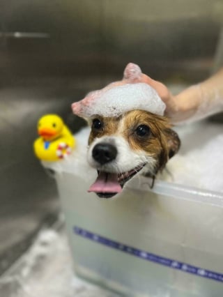 Illustration de l'article : 14 chiens pris en photo dans leur bain, pour leur plus grand bonheur… ou pas