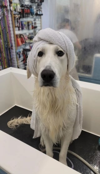 Illustration de l'article : 14 chiens pris en photo dans leur bain, pour leur plus grand bonheur… ou pas