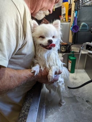 Illustration de l'article : 14 chiens pris en photo dans leur bain, pour leur plus grand bonheur… ou pas