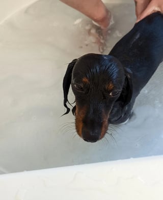 Illustration de l'article : 14 chiens pris en photo dans leur bain, pour leur plus grand bonheur… ou pas
