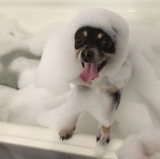 Illustration de l'article : 14 chiens pris en photo dans leur bain, pour leur plus grand bonheur… ou pas