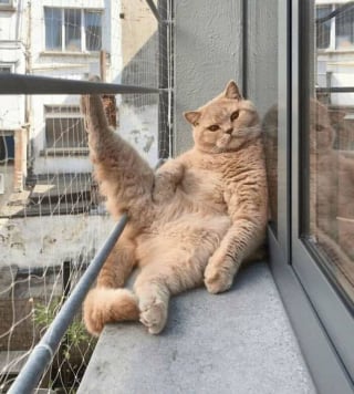 Illustration de l'article : Ces 12 chats prouvent que l’on peut être à l’aise dans n’importe quelle position