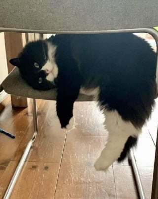 Illustration de l'article : Ces 12 chats prouvent que l’on peut être à l’aise dans n’importe quelle position
