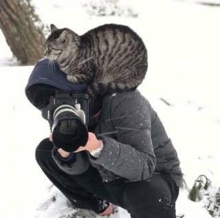 Illustration de l'article : Ces 12 chats prouvent que l’on peut être à l’aise dans n’importe quelle position