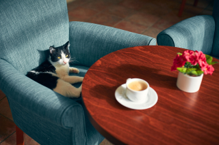 Illustration de l'article : Pourquoi votre chat vole votre fauteuil préféré en 9 raisons