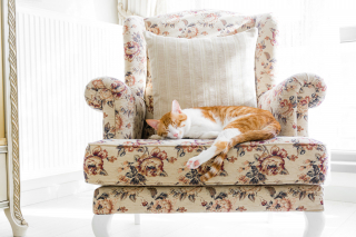 Illustration de l'article : Pourquoi votre chat vole votre fauteuil préféré en 9 raisons