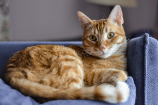 Illustration de l'article : Pourquoi votre chat vole votre fauteuil préféré en 9 raisons