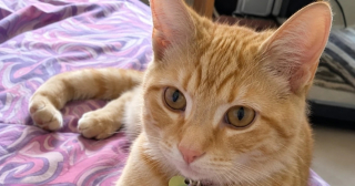 Illustration de l'article : Elle ne devait garder ce chaton malade et bless&eacute; qu&rsquo;une seule nuit, avant de changer d&rsquo;avis