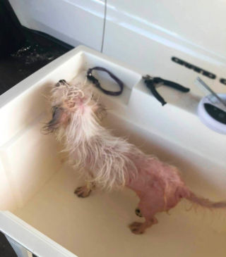 Illustration de l'article : Cette chienne délaissée par ses maîtres attendait près d’un tas d’ordures quand une voisine l’a remarquée