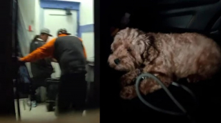 Illustration de l'article : Les images de vid&eacute;osurveillance du quartier mettent la police sur la piste d'un chien vol&eacute; quelques heures auparavant