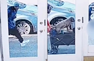 Illustration de l'article : Les images de vid&eacute;osurveillance du quartier mettent la police sur la piste d'un chien vol&eacute; quelques heures auparavant