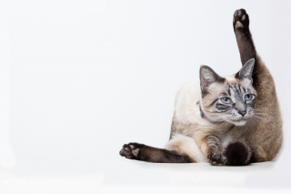 Illustration de l'article : Les chats sont capables de se faufiler partout car ils n'ont pas d'os, vrai ou faux ?