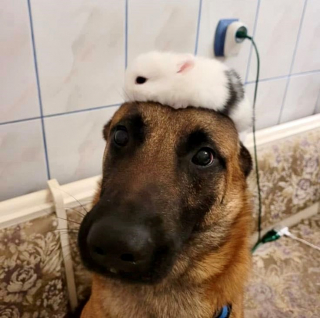Illustration de l'article : 15 duos d’animaux qui prouvent que l’amitié n’a pas de frontières