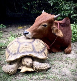 Illustration de l'article : 15 duos d’animaux qui prouvent que l’amitié n’a pas de frontières