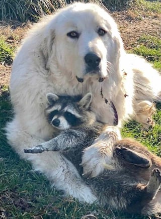 Illustration de l'article : 15 duos d’animaux qui prouvent que l’amitié n’a pas de frontières