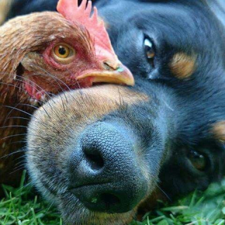 Illustration de l'article : 15 duos d’animaux qui prouvent que l’amitié n’a pas de frontières