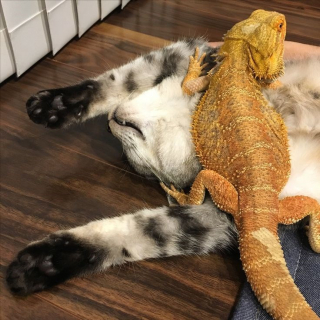 Illustration de l'article : 15 duos d’animaux qui prouvent que l’amitié n’a pas de frontières